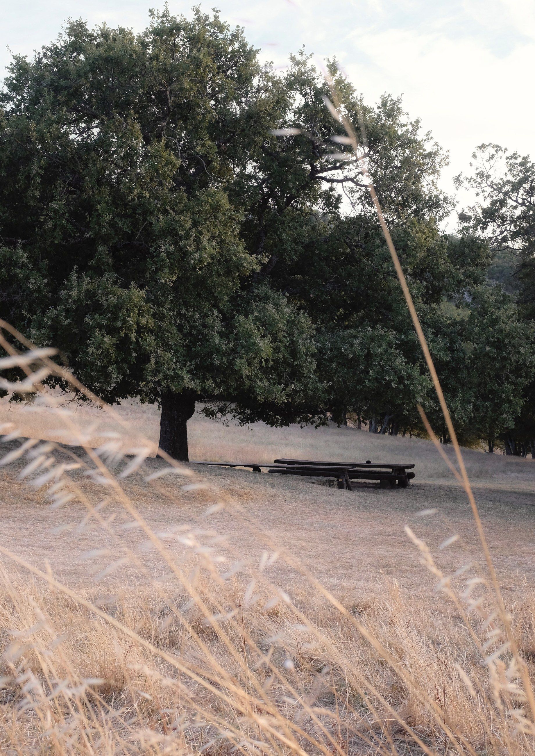 A large tree in a field with a bench beneath it