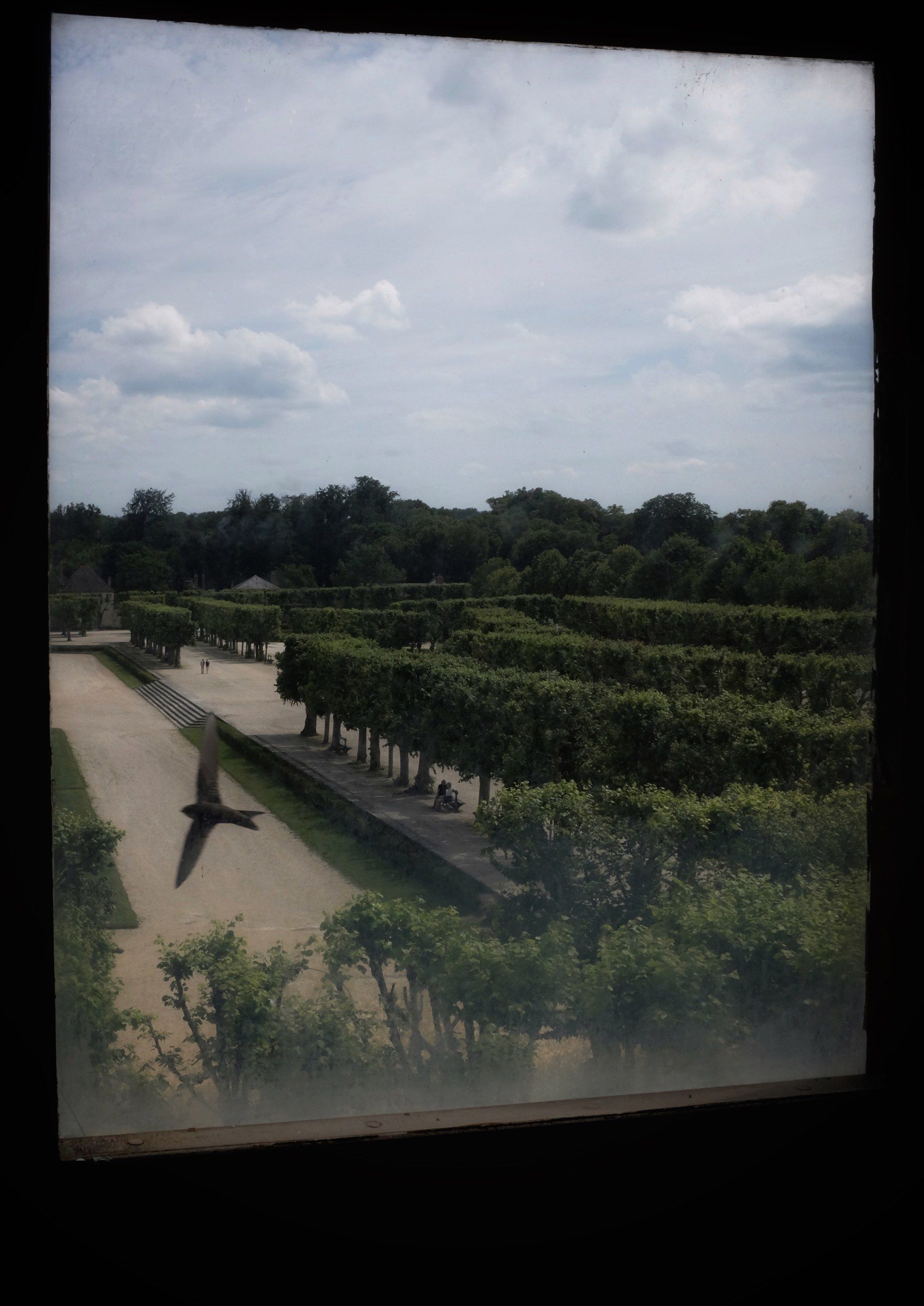 A tree-lined garden seen through a window, a bird crossing