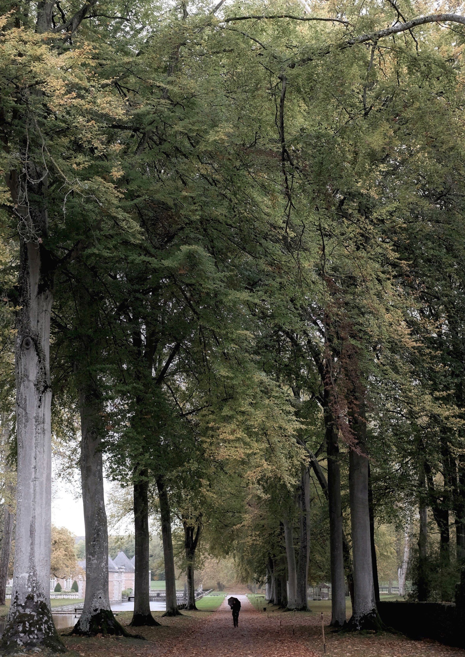 An avenue of tall trees in autumn light